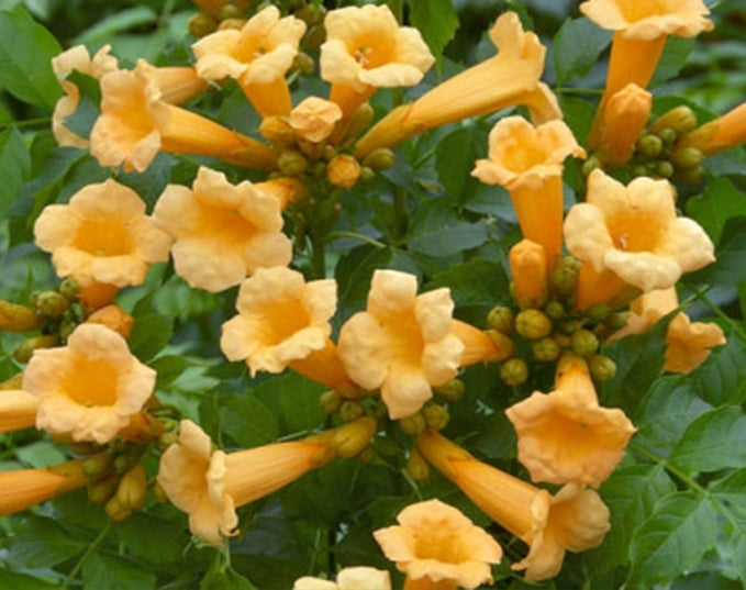 Ląstūnė stambiažiedė (Campsis radicans) ‘Flava‘