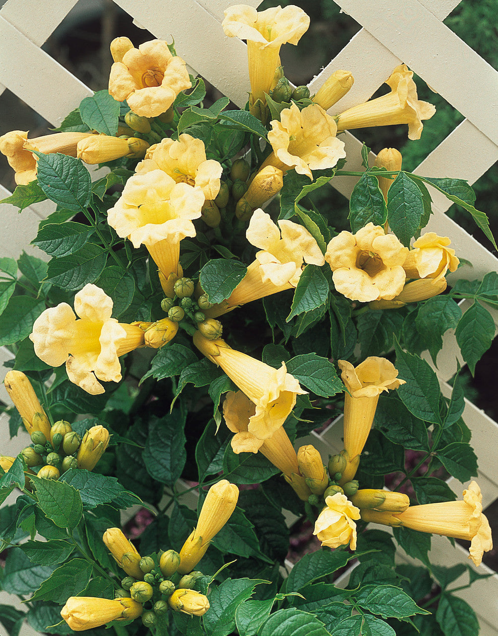 Ląstūnė stambiažiedė (Campsis radicans) ‘Flava‘