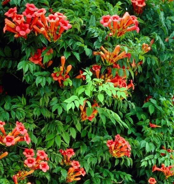 Ląstūnė stambiažiedė (Campsis radicans) ‘Florida‘