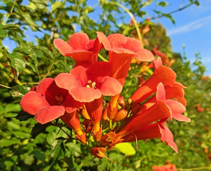Ląstūnė stambiažiedė (Campsis radicans) ‘Florida‘