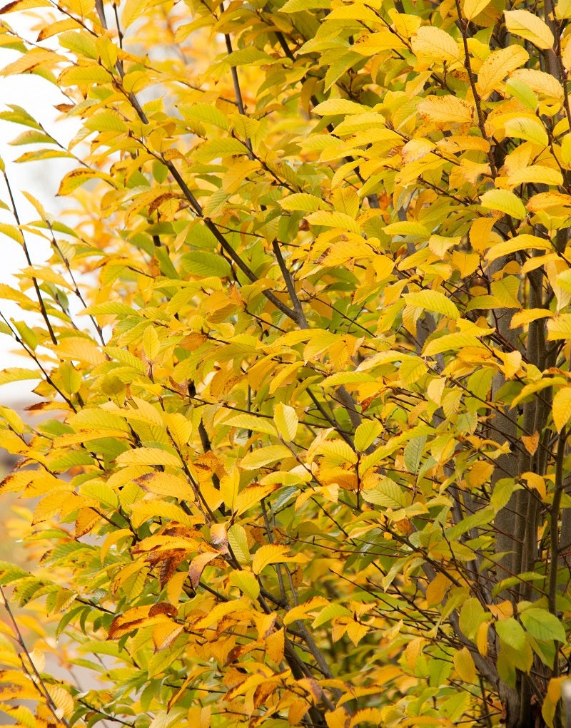 Skroblas paprastasis (Carpinus betulus)