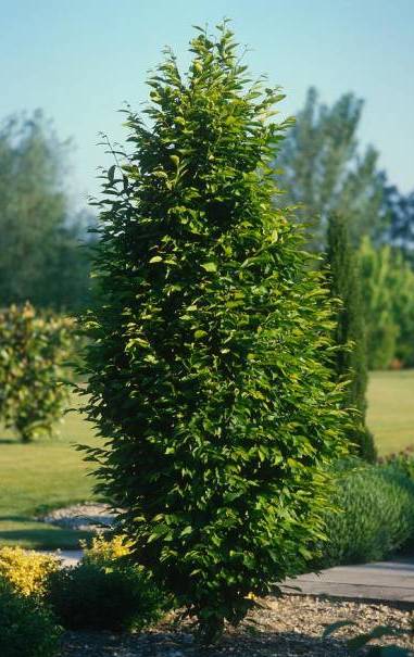 Skroblas paprastasis (Carpinus betulus) 'Fastigiata'