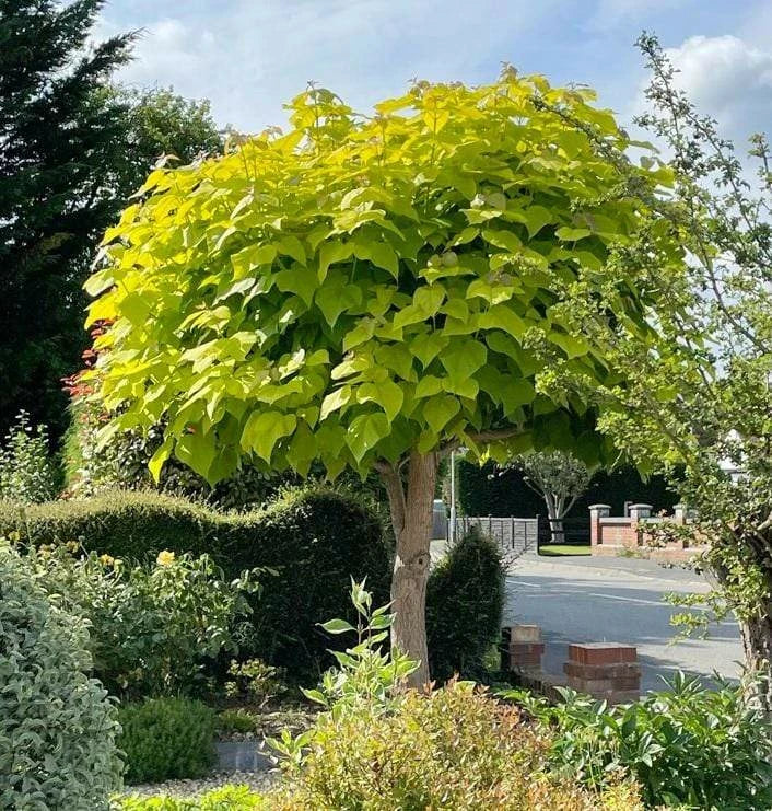 Katalpa paprastoji (Catalpa bignonioides) 'Aurea'