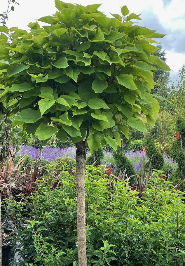 Katalpa paprastoji (Catalpa bignonioides) 'Nana'