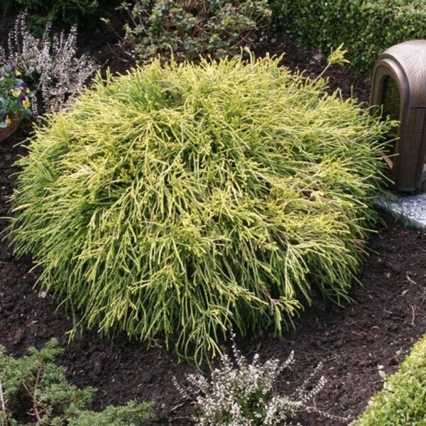 Puskiparisis žirniavaisis (Chamaecyparis pisifera) 'Sungold'