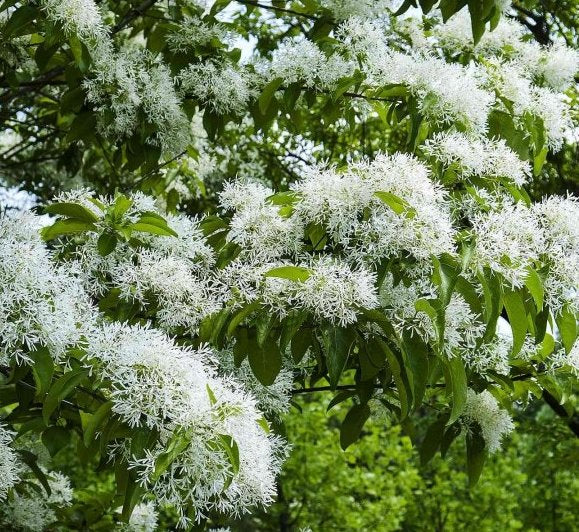 Sniegmedis (Chionanthus retusus)