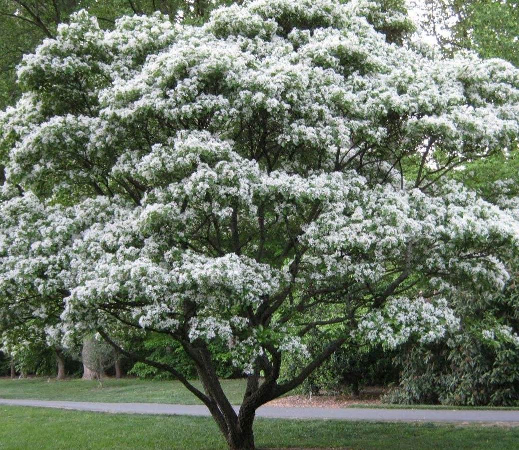 Sniegmedis (Chionanthus retusus)