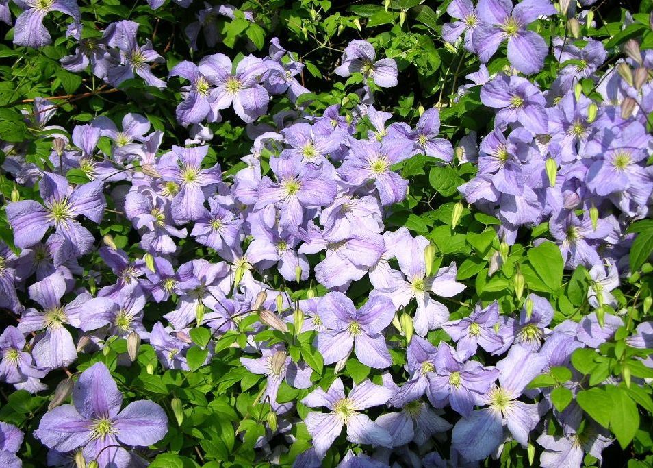 Raganė (Clematis) 'Blekitny Aniol'