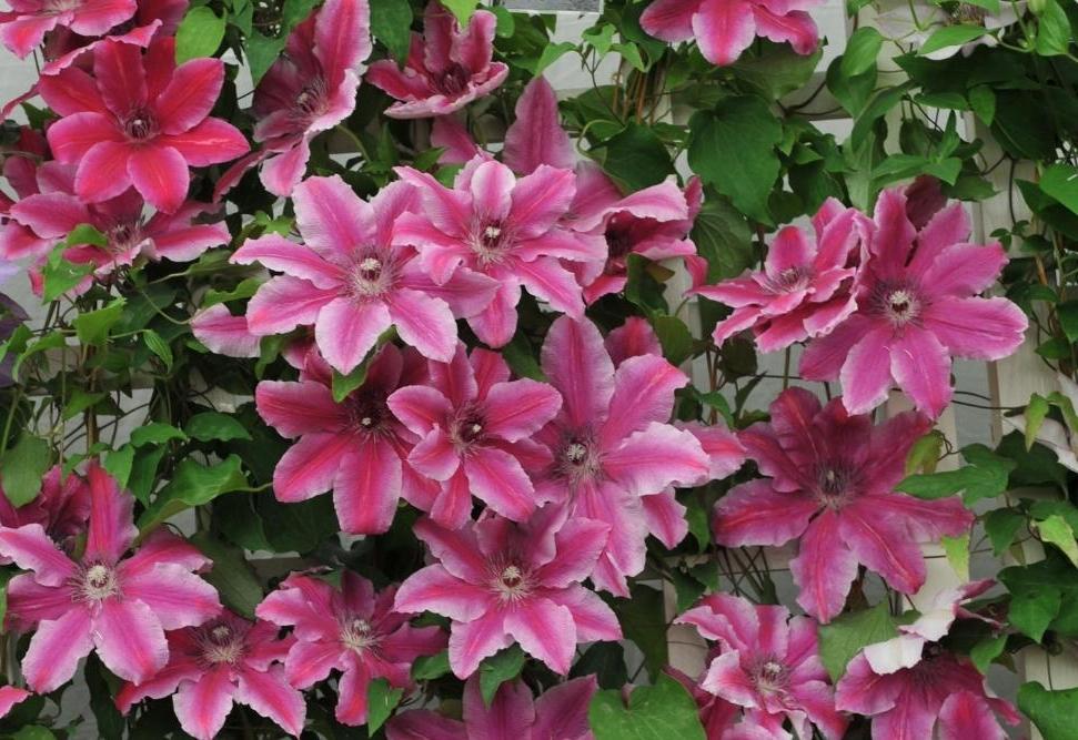 Raganė (Clematis) 'Carnaby'