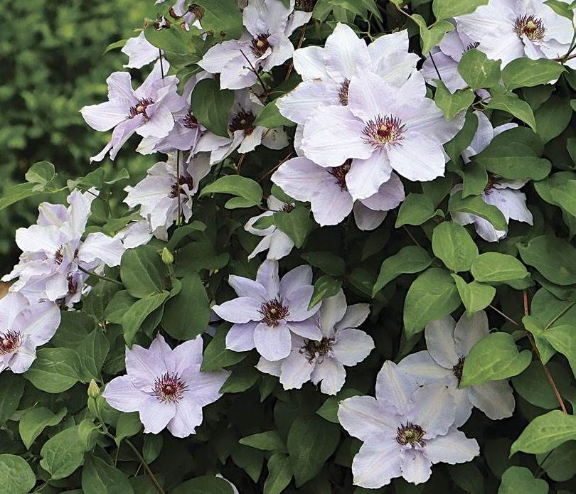 Raganė (Clematis) 'Jan Pawel II'
