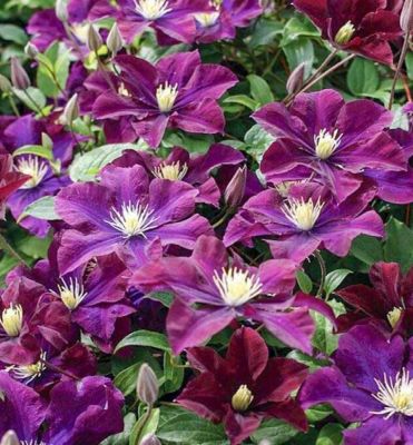 Raganė (Clematis) 'Kacper'