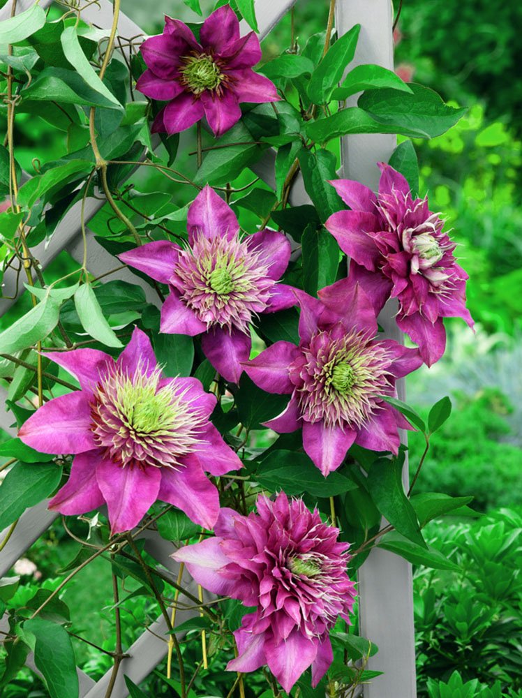 Raganė (Clematis) 'Kardynal Wyszynski'