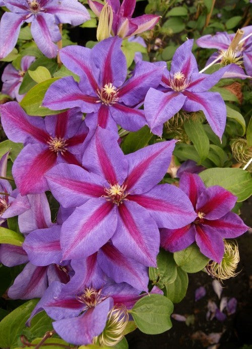Raganė (Clematis) 'Clematis) 'Mrs N.Thompson'