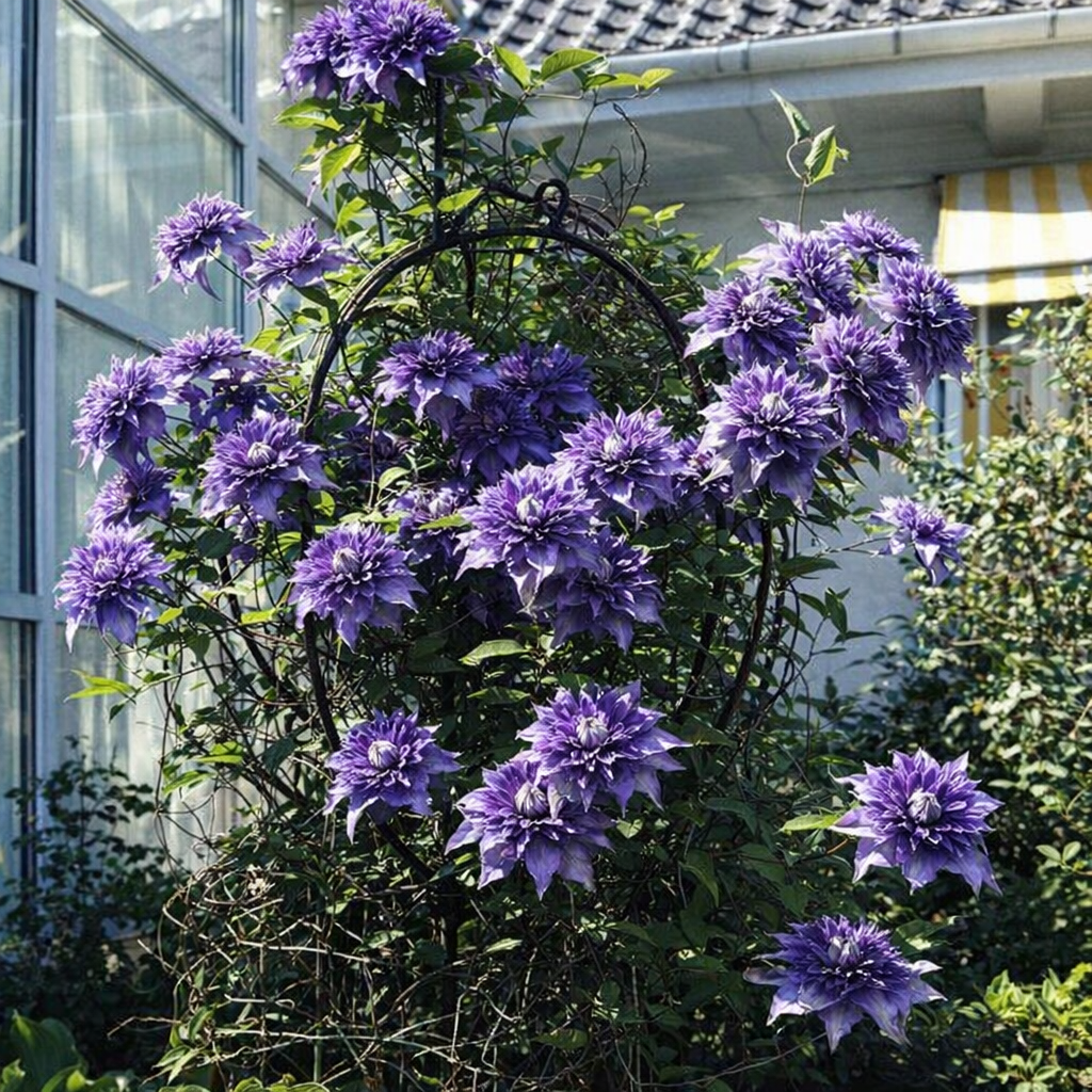 Raganė (Clematis) 'Multi Blue'