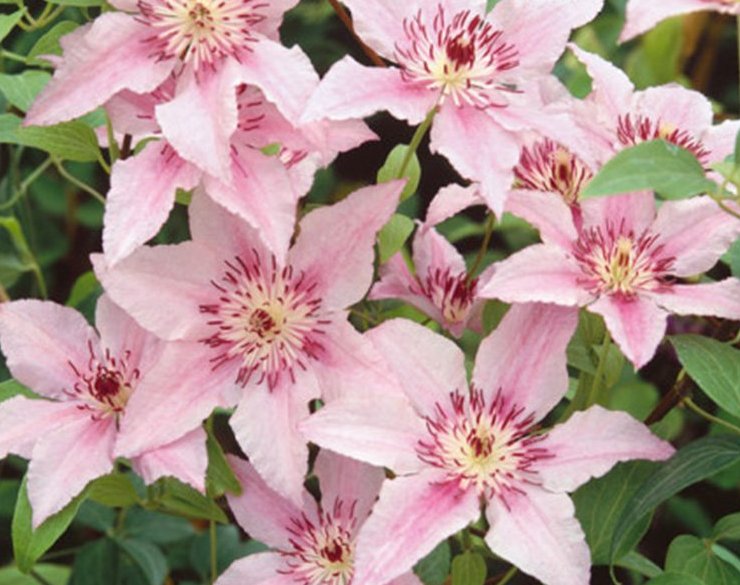 Raganė (Clematis) 'Pink Fantasy'
