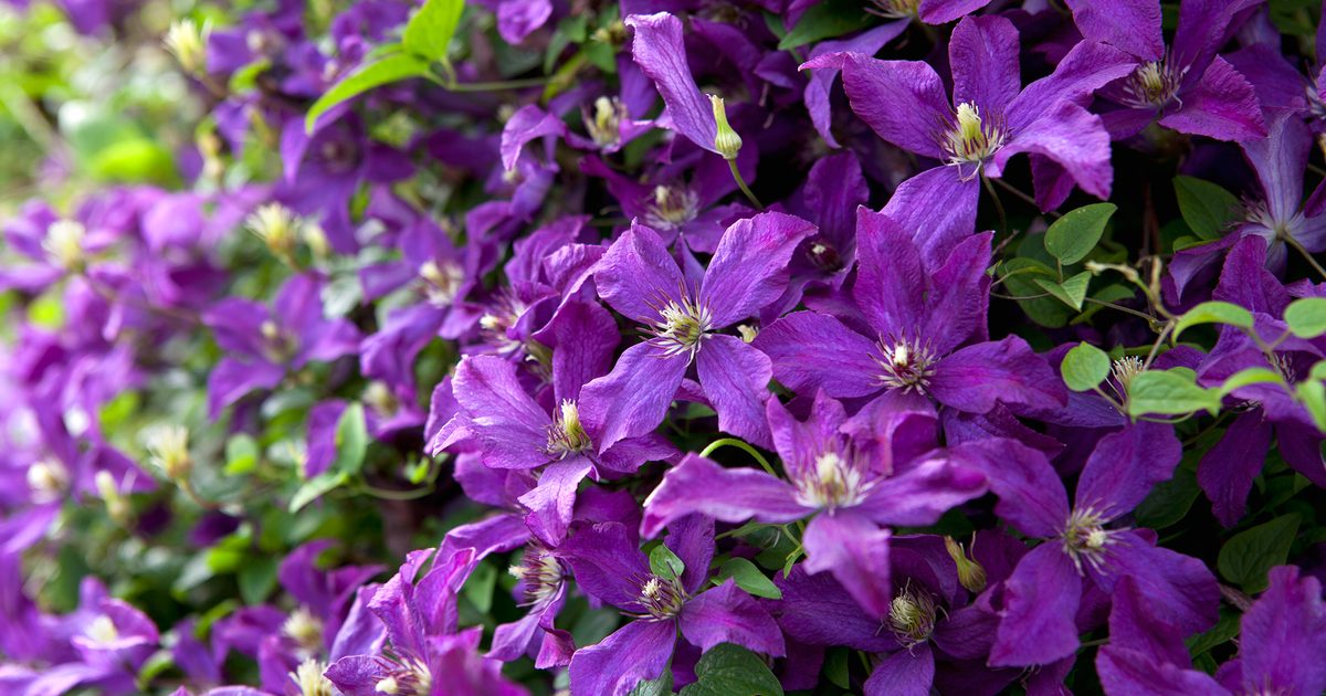 Raganė (Clematis) 'Polish Spirit'