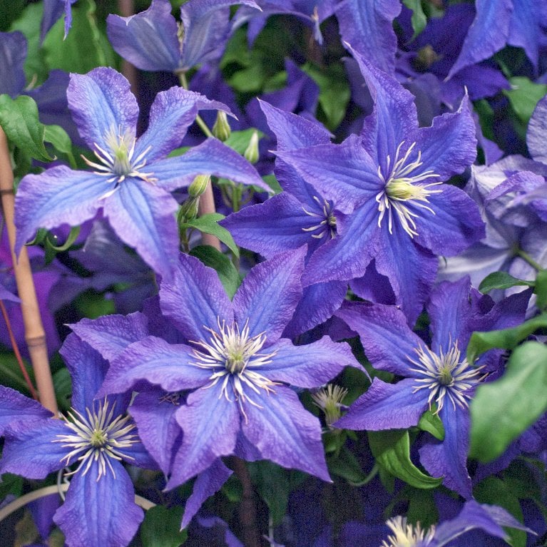 Raganė (Clematis) 'Rhapsody'