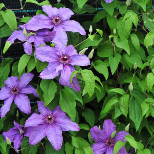 Raganė (Clematis) 'Sympatia'
