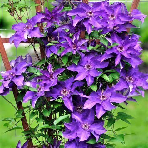 Raganė (Clematis) 'The President'