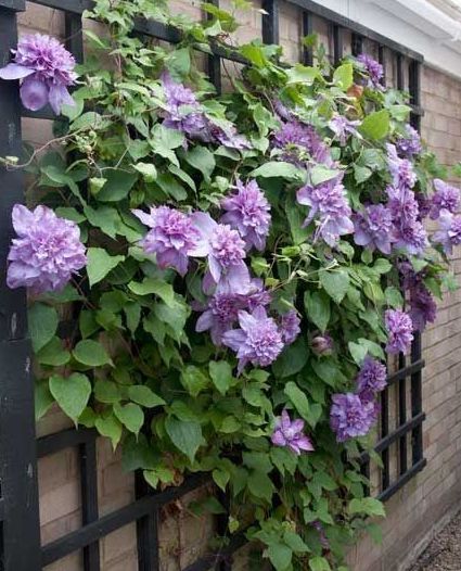Raganė (Clematis) 'Vyvyan Pennell'