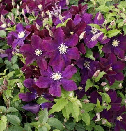 Raganė (Clematis) 'Warszawska Nike'