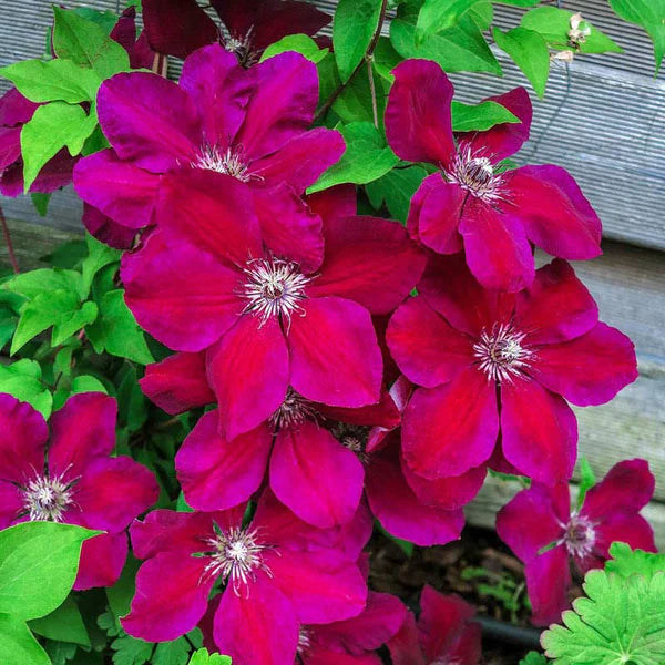 Raganė (Clematis) 'Westerplatte'