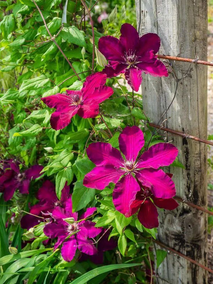 Raganė (Clematis) 'Westerplatte'