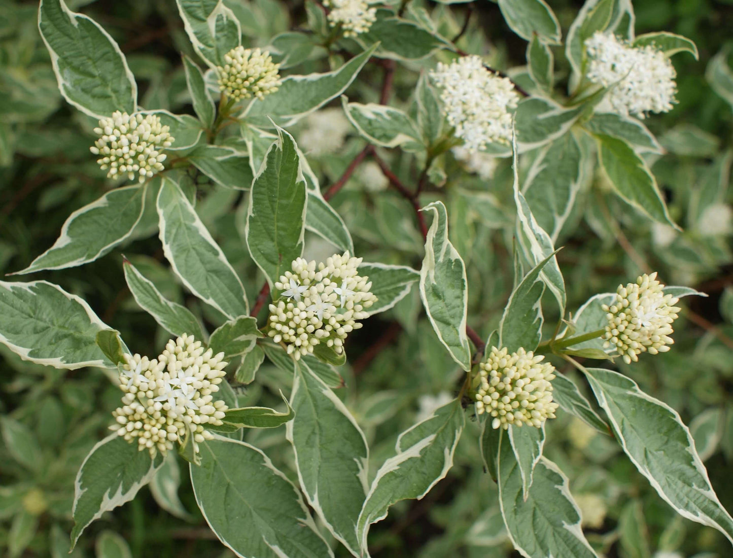 Sedula baltoji (Cornus alba) 'Sibirica Variegata'