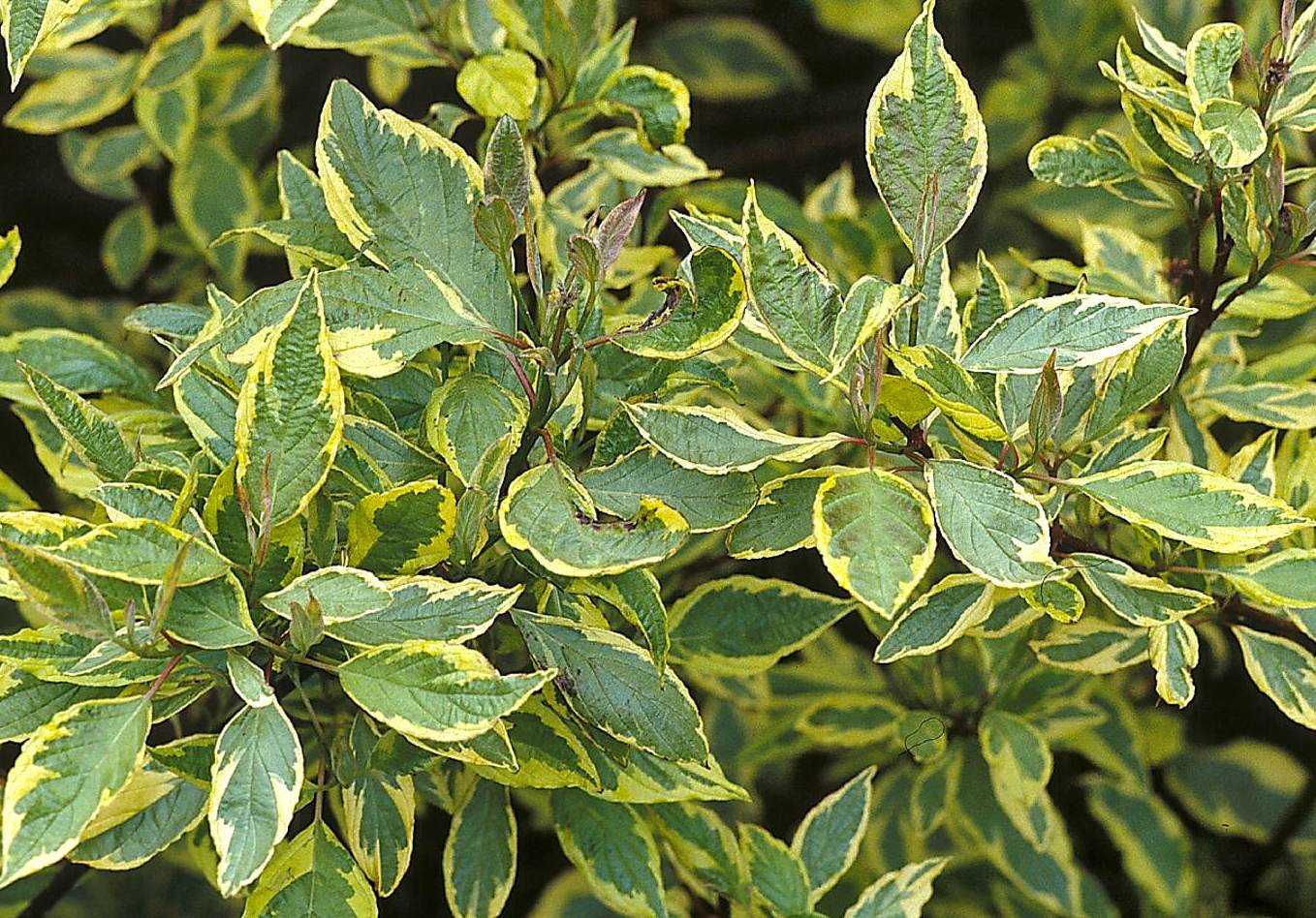 Sedula baltoji (Cornus alba) 'Spaethii'