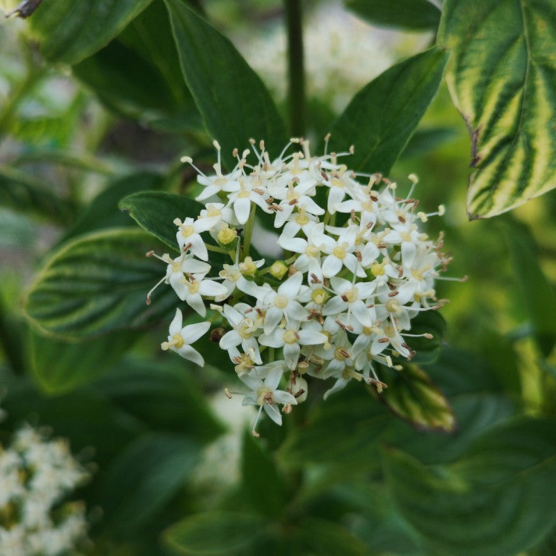 Sedula palaipinė (Cornus stolonifera) 'Flaviramea'
