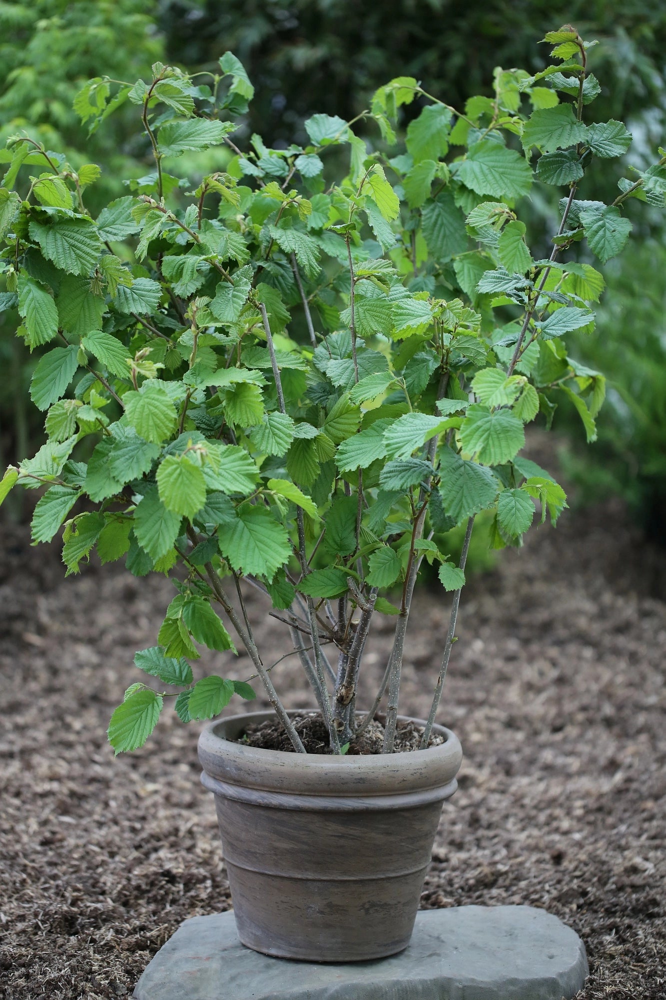 Lazdynas paprastasis (Corylus avellana) 'Halle'