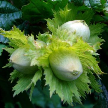Lazdynas paprastasis (Corylus avellana) 'Halle'