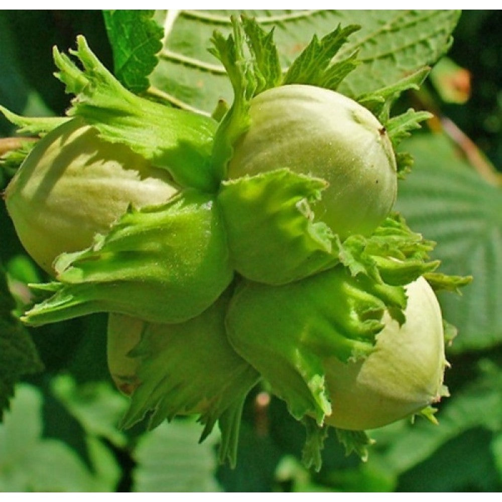 Lazdynas paprastasis (Corylus avellana) 'Katalonski'