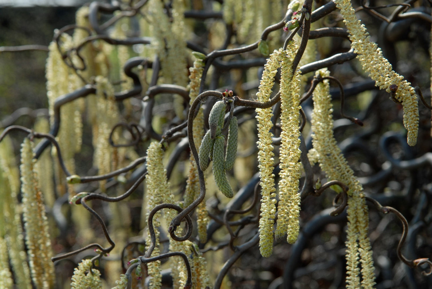 Lazdynas paprastasis (Corylus avellana) 'Medusa'