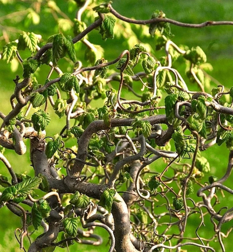 Lazdynas paprastasis (Corylus avellana) 'Medusa'