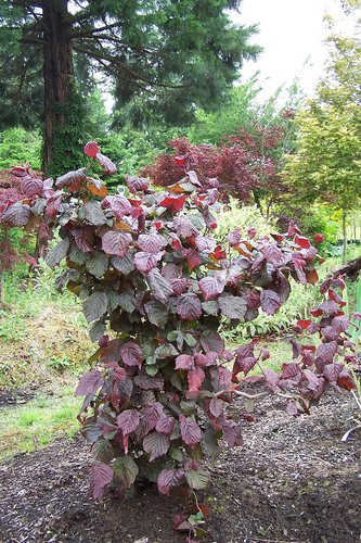 Lazdynas paprastasis (Corylus avellana) 'Red Majestic'