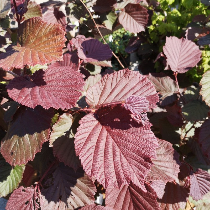 Lazdynas paprastasis (Corylus avellana) 'Red Majestic'