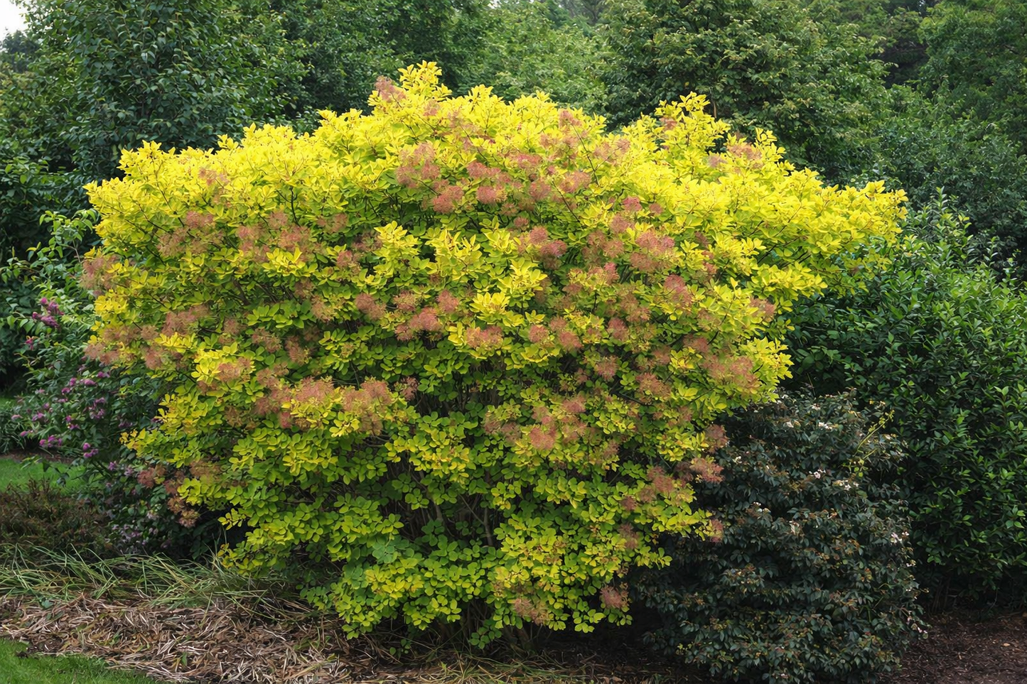 Pūkenis europinis (Cotinus coggygria) 'Golden Spirit'