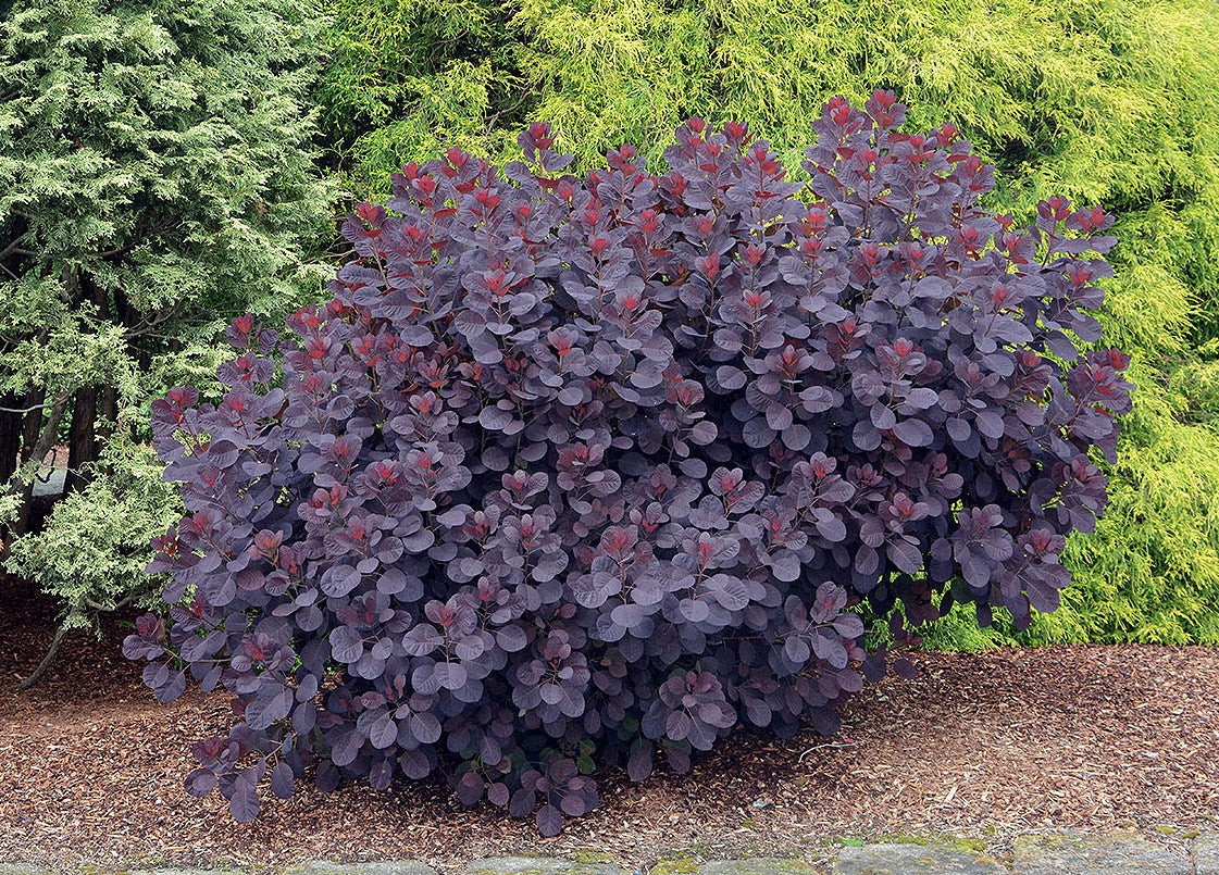 Pūkenis europinis (Cotinus coggygria) 'Royal Purple'