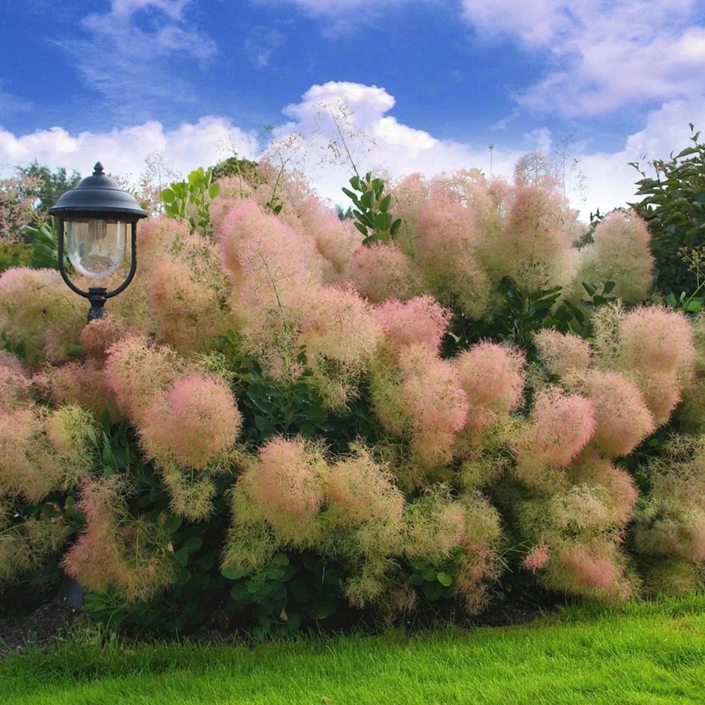 Pūkenis europinis (Cotinus coggygria) 'Young Lady'