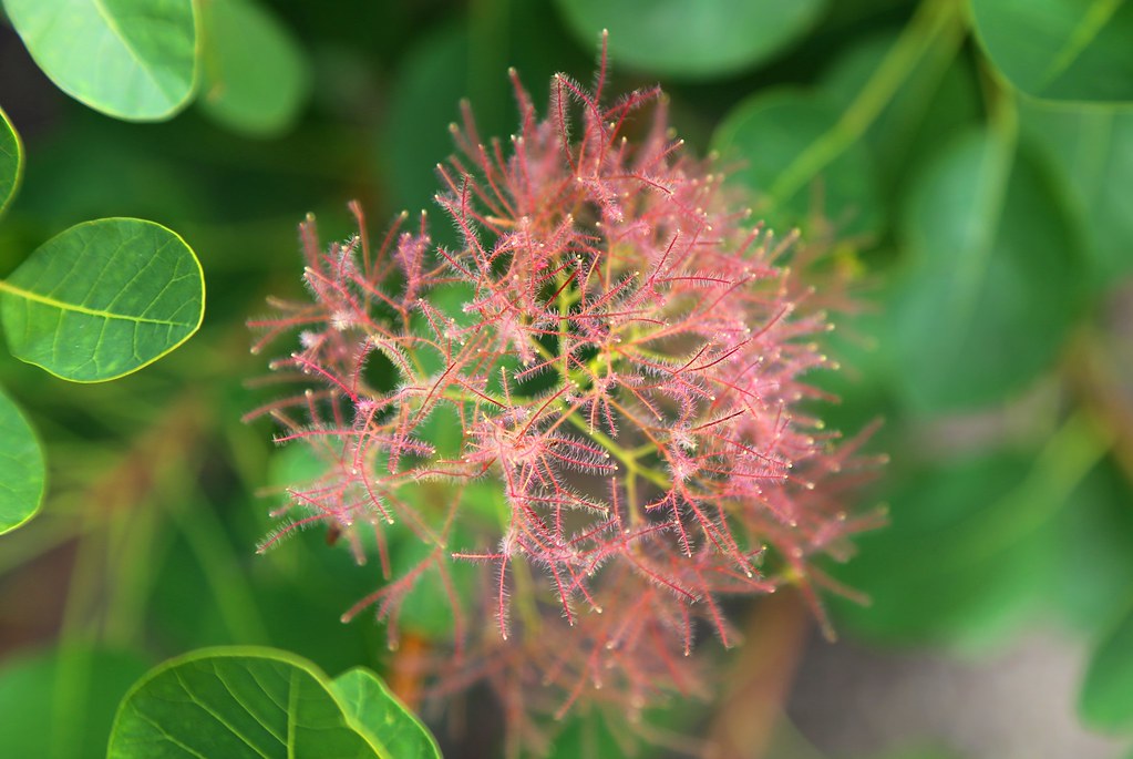 Pūkenis europinis (Cotinus coggygria) 'Young Lady'