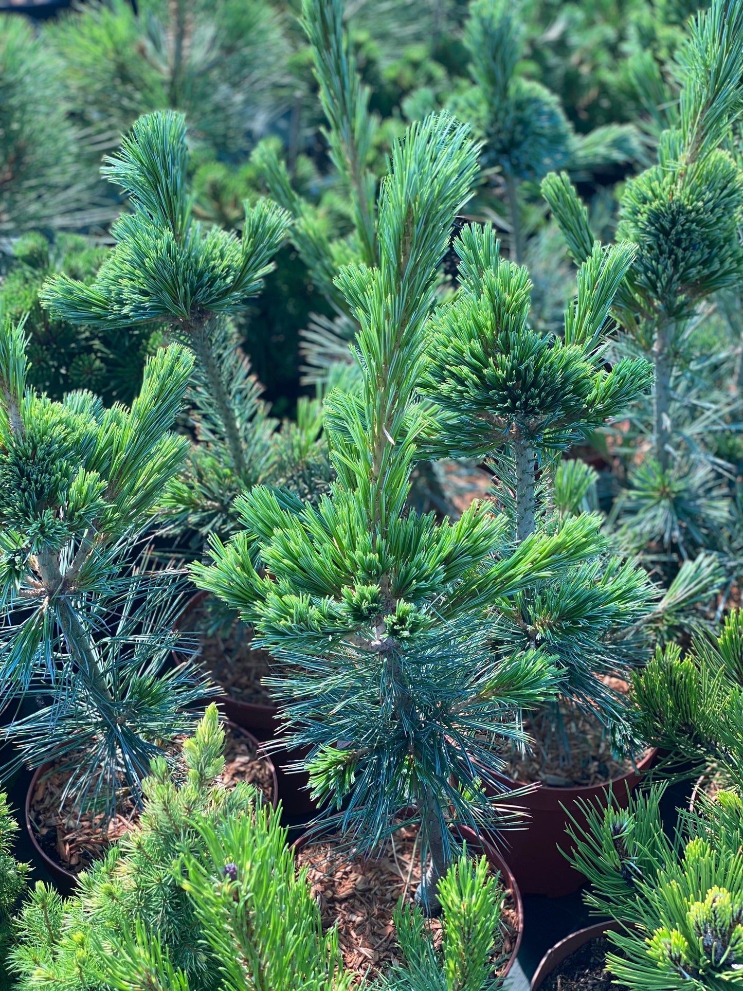 Pušis lanksčioji (Pinus flexilis) 'Vanderwolf's Pyramid'