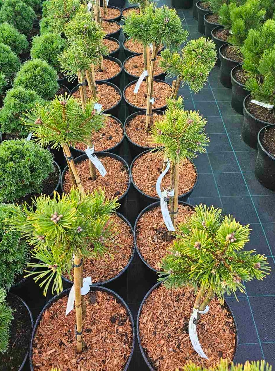 Pušis kablelinė (Pinus uncinata) 'Billabong' Pa