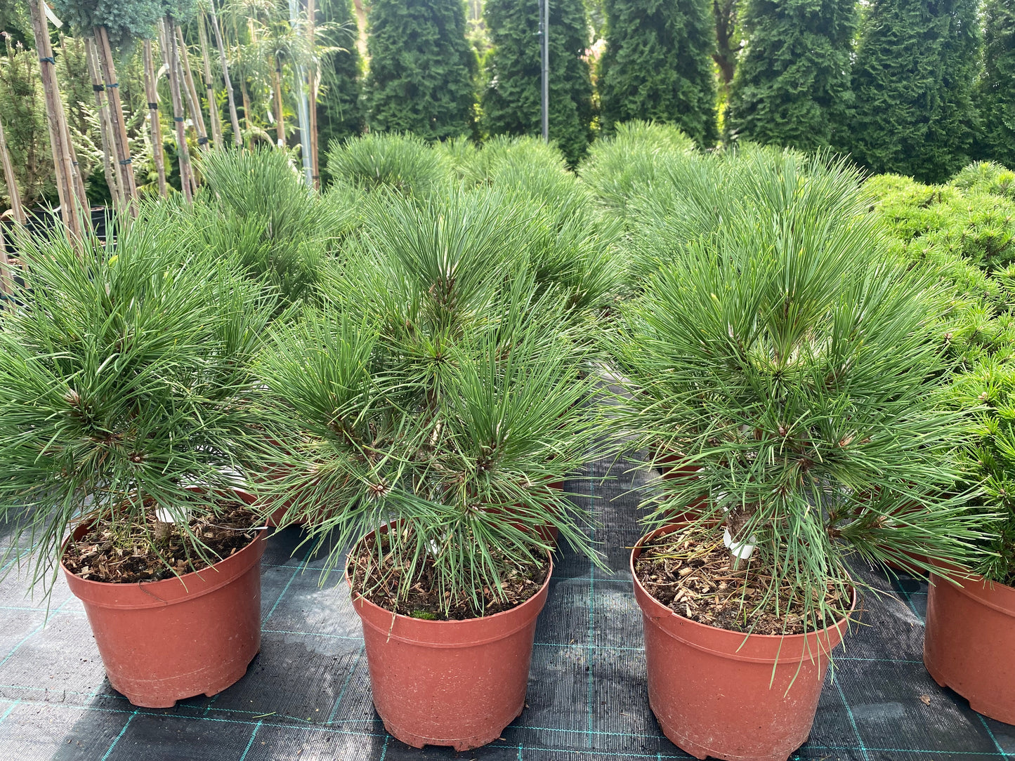 Pušis juodoji (Pinus nigra) 'Spielberg'