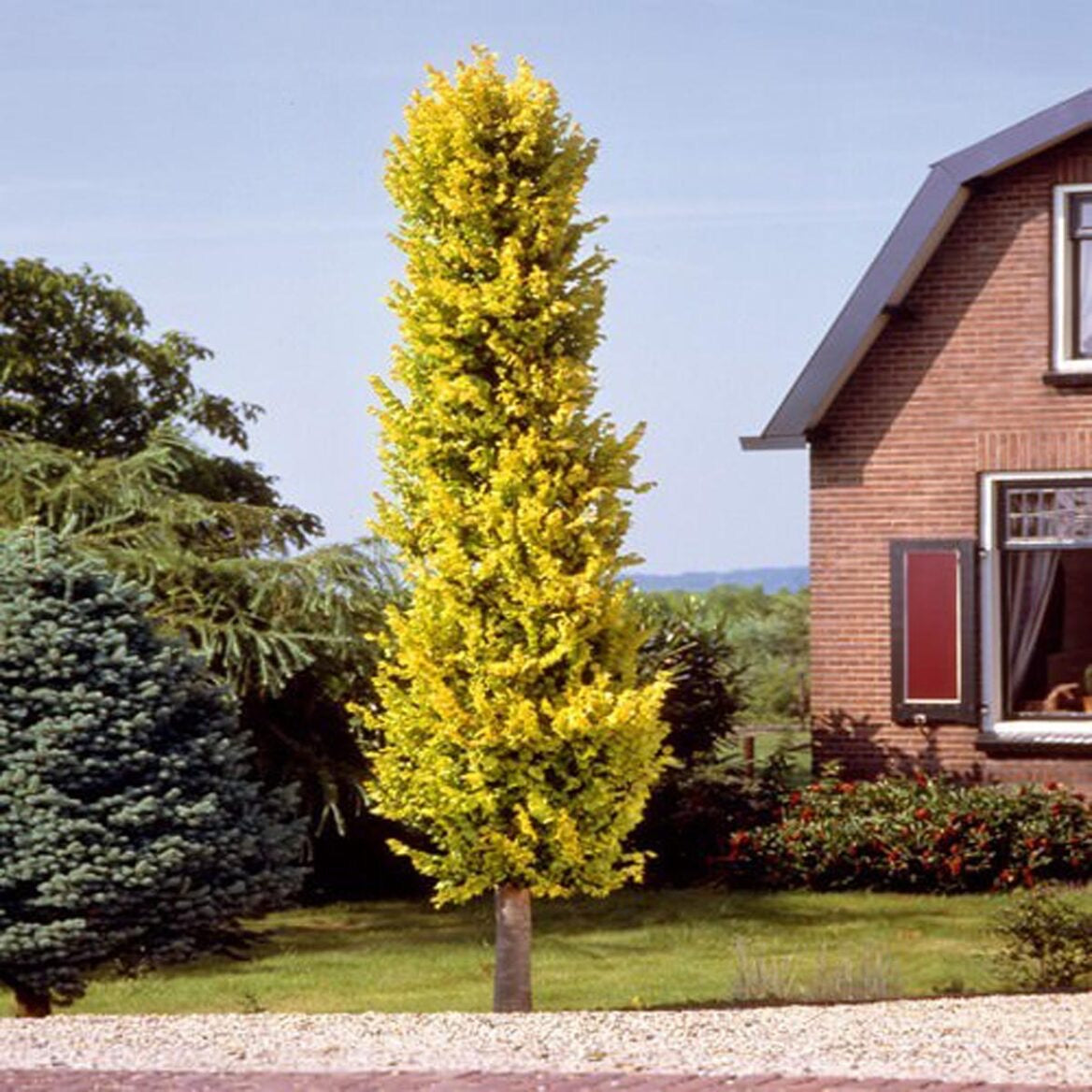 Guoba olandinė (Ulmus x hollandica) 'Wredei'