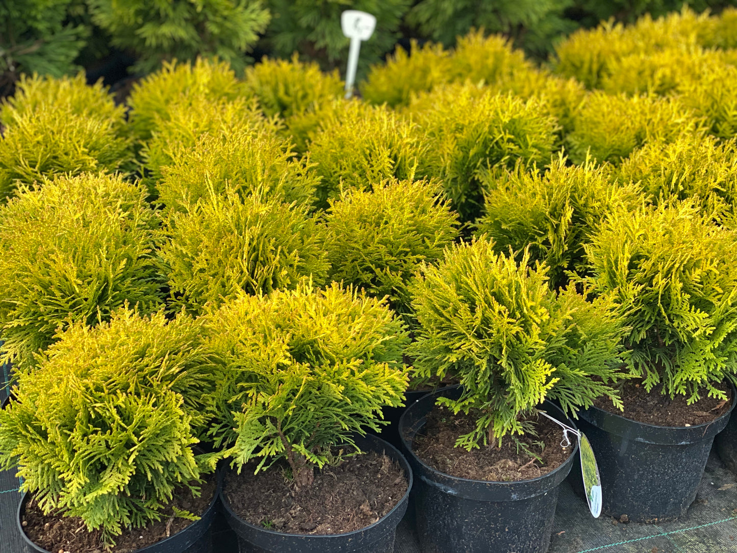 Tuja vakarinė (Thuja occidentalis) 'Mirjam'