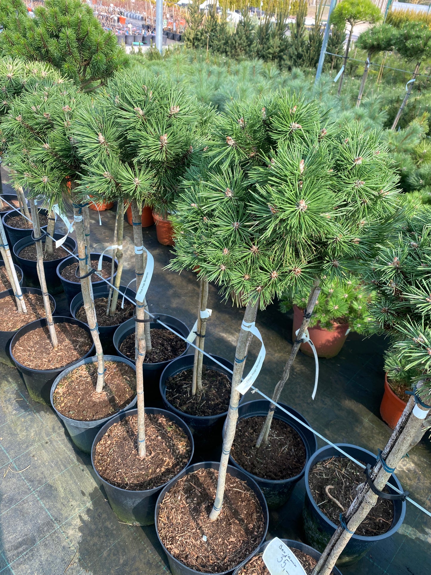 Pušis kalninė (Pinus mugo) 'Benjamin' Pa