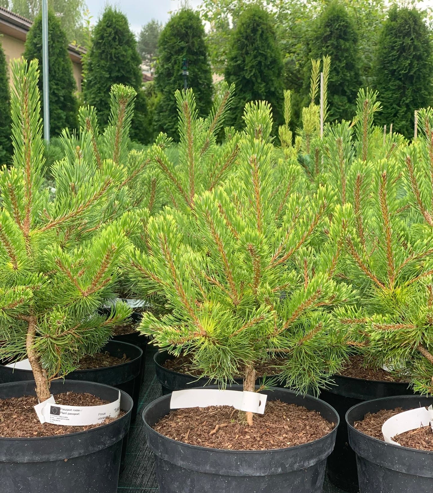Pušis kablelinė (Pinus uncinata) 'Tukan'