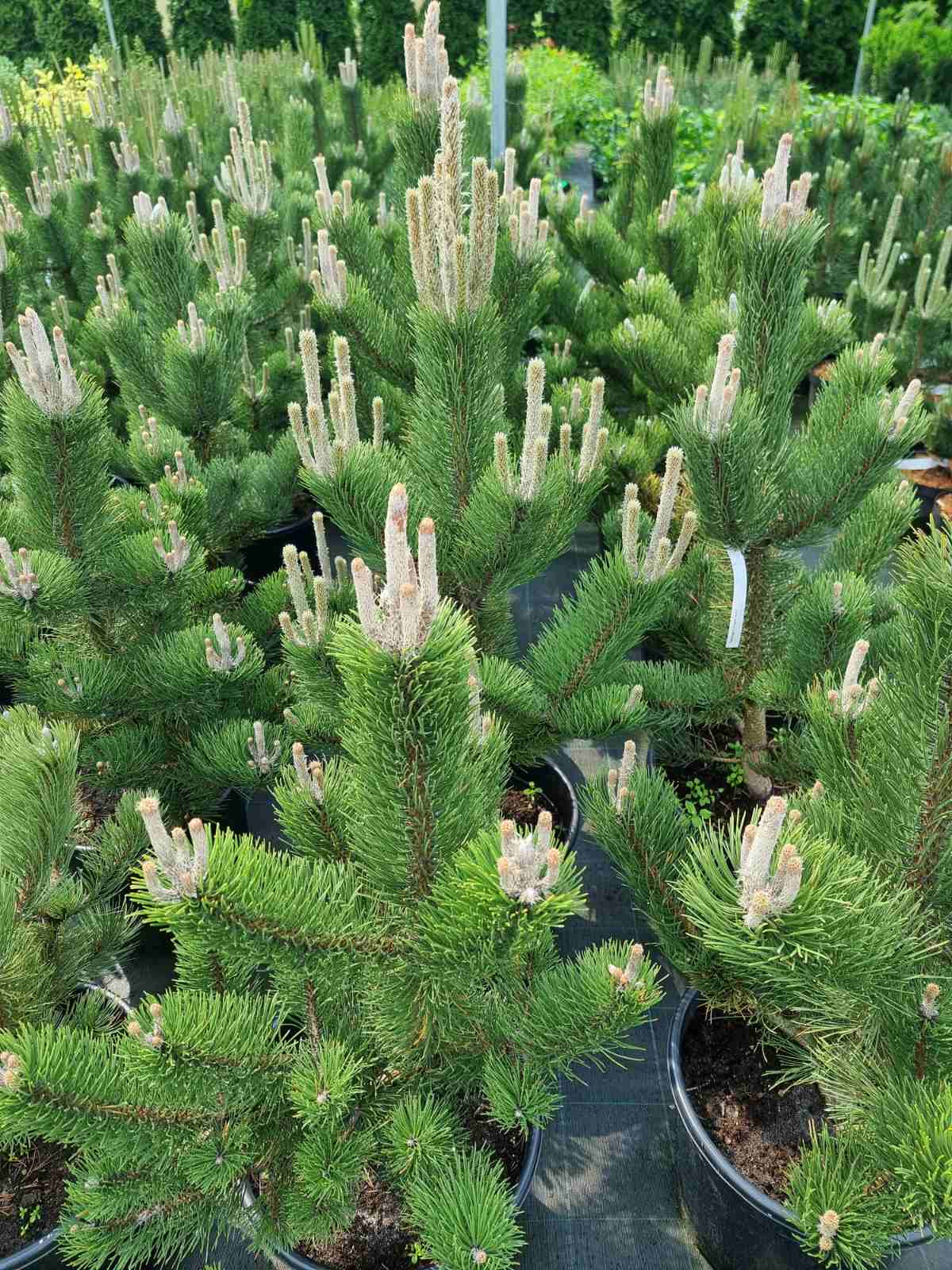 Pušis juodoji (Pinus nigra) 'Oregon Green'