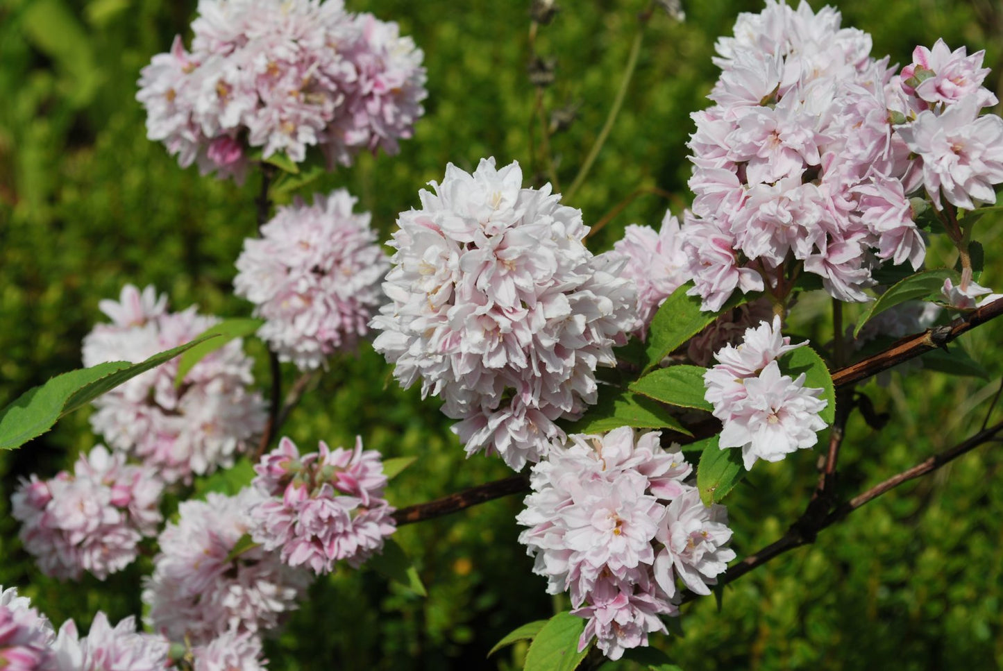 Deucija hibridinė (Deutzia hybrida) 'Pink Pom-Pom'